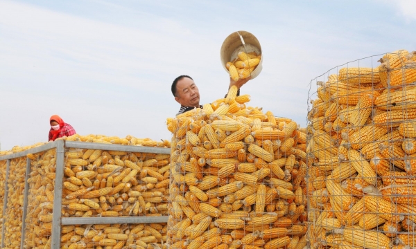 Trung Quốc có thể nhập 40 triệu tấn ngô trong năm nay
