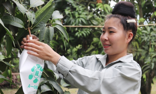 Son La increases 'coating' for fruits
