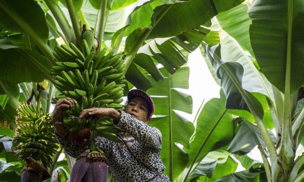 China boosts banana growing in Lancang-Mekong region