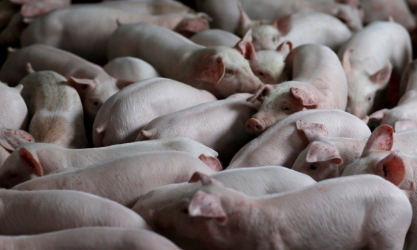 Giá lợn hơi kỳ hạn ở Trung Quốc giảm nhiệt