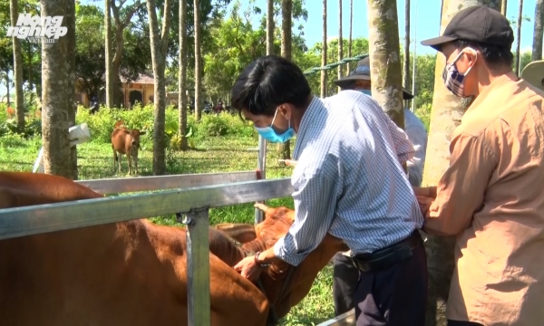 Urgent vaccination against lumpin skin disease for buffalo and cow in Quang Tri