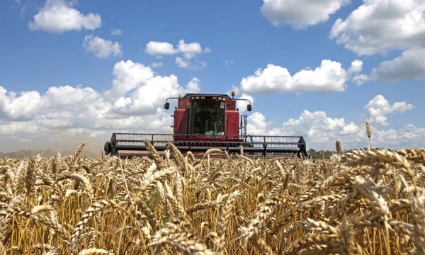 Kansas 2021 wheat yields seen at record high, but protein may dip-tour