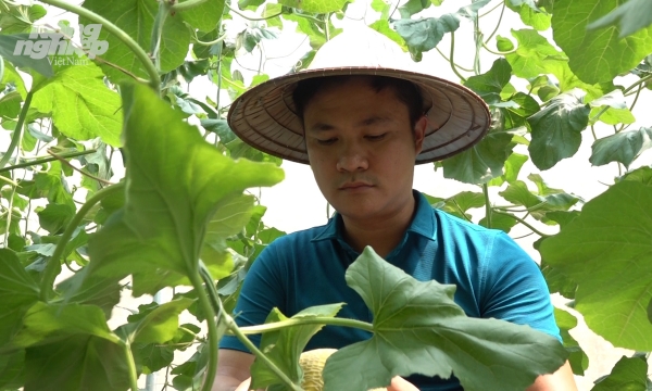 Áp dụng công nghệ cao vào trồng dưa lưới ở Tuyên Quang