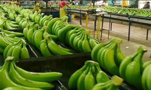 Nearly half of the bananas imported into China in April are Vietnamese bananas