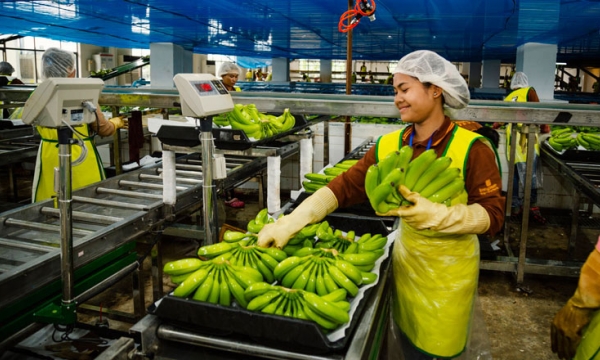 Rice exports drying up but bananas more appealing