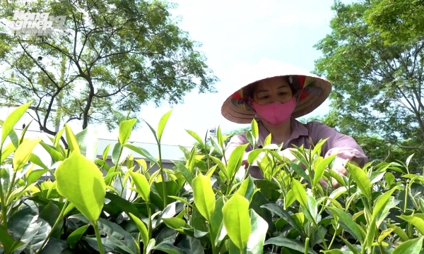 Tuyen Quang grows the Oolong tea with traditional flavor