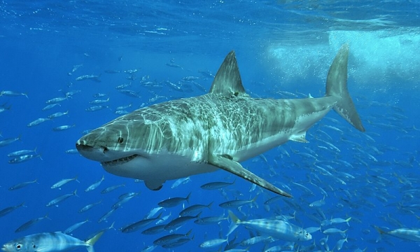 90% of sharks mysteriously wiped out nearly 20 million years ago: researchers