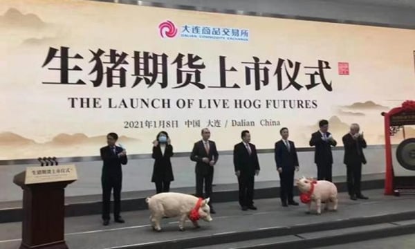Giá lợn hơi giảm, người nuôi lợn Trung Quốc lỗ nặng