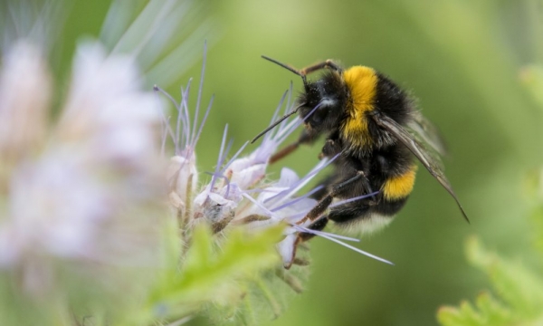 A Vaccine To Save The Bees: New Treatment Provides Immunity From Some Pesticides
