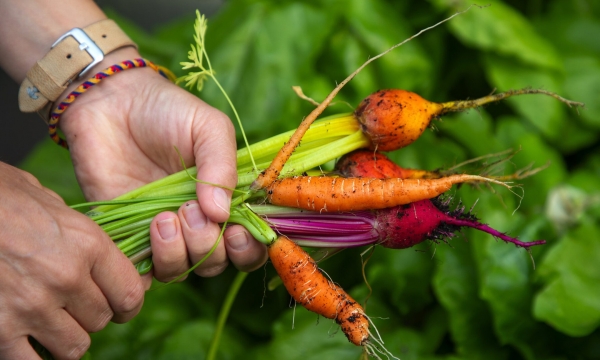 Get your timing right, and harvest the same favorite produce for weeks