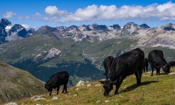 Swiss to vote in pesticide ban referendum
