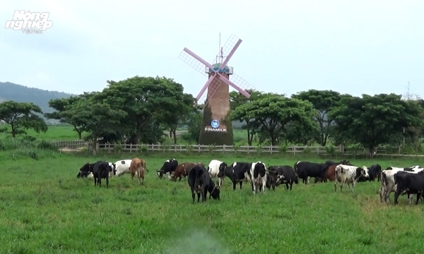 Trang trại bò sữa Organic sản xuất mỗi năm gần 4.400 tấn sữa