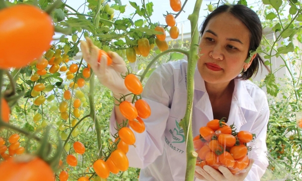 Cooperate with farmers in growing Nova tomatoes organically