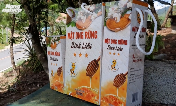 Notable honey bee farming in Binh Lieu district