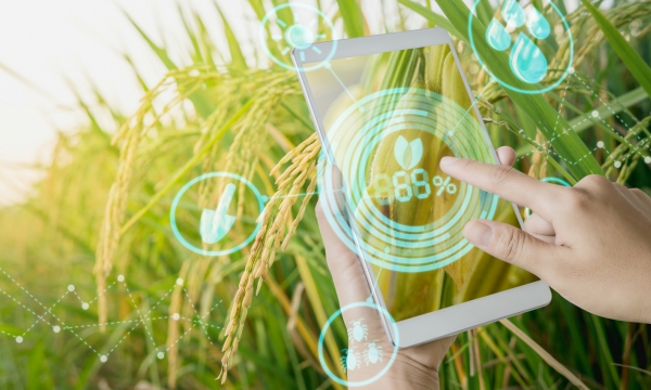 Solve the 5 agricultural problems by digital transformation
