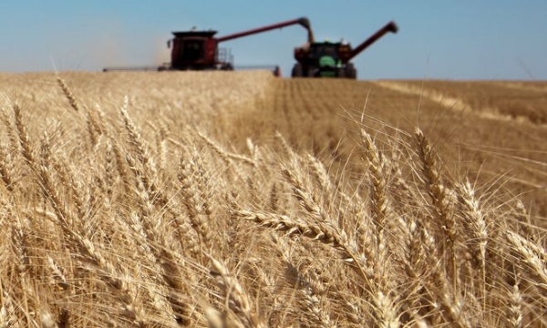 Kansas wheat is set to deliver high yields and high quality