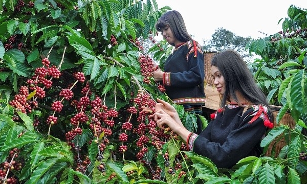 Liên kết trồng cà phê hữu cơ cho thu nhập cao