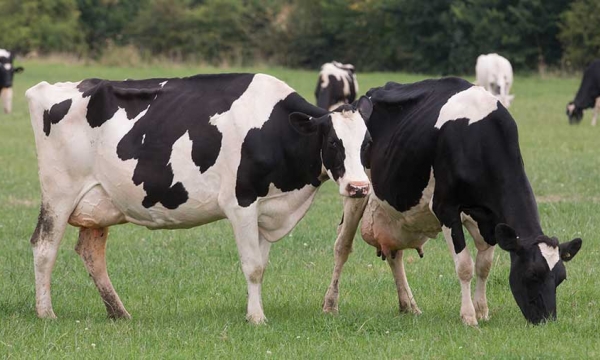 ‘Oligopoly’ in cattle marketing demands action, say senators