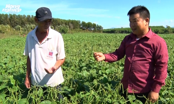 Growing green beans on water-lacked rice land
