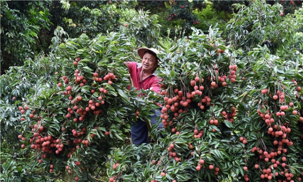 Mùa thu hoạch vải thiều cổ thụ ở Quảng Châu