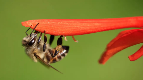 Single bee is making an immortal clone army thanks to a genetic fluke