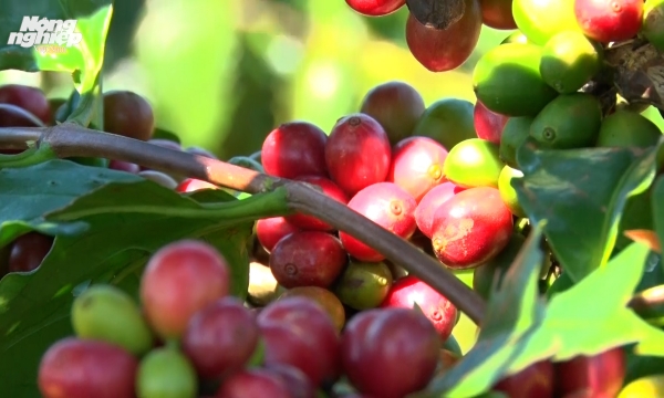 Growing trial of Arabica coffee varieties with high-yield potential