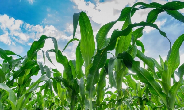 USDA crop progress: Corn quality faces interesting shift
