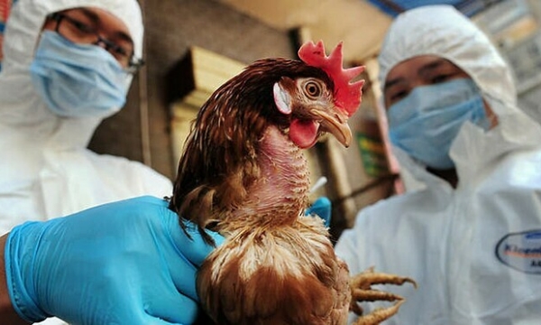 New avian influenza first appears in Vietnam
