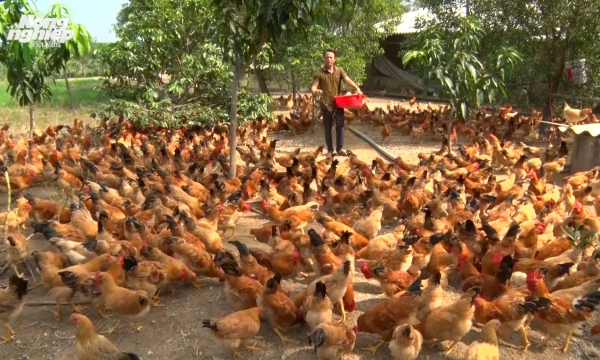 Raising backyard chickens, a stable livelihood model
