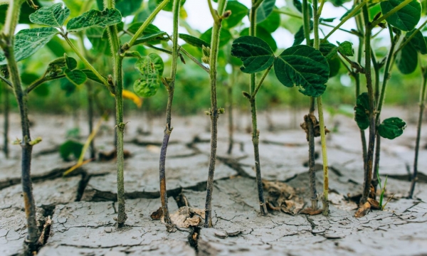 USDA crop progress: Soybean quality tilts lower