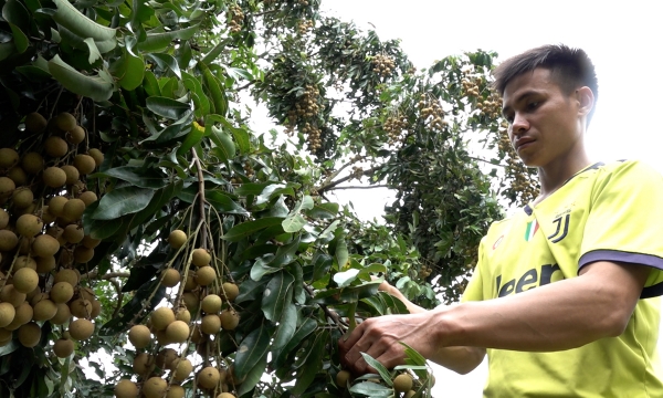Son La province’s longan is exported to Europe