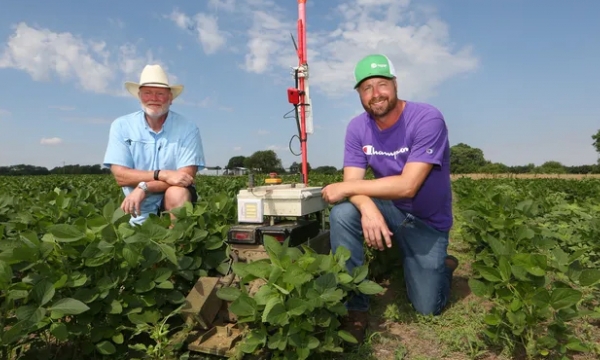Kansas farmer invents robots to behead weeds, reduce the use of pesticides on crops