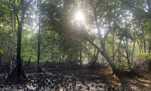 Mangroves, a crown jewel of Singapore’s coastline