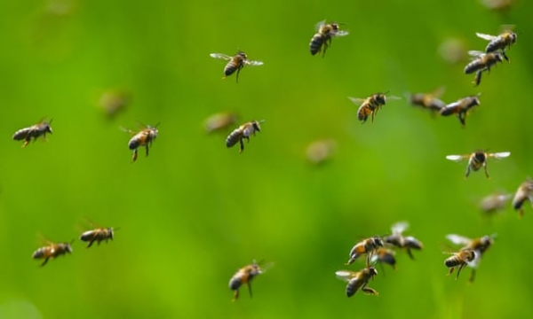 ‘Honeybees are voracious’: is it time to put the brakes on the boom in beekeeping?