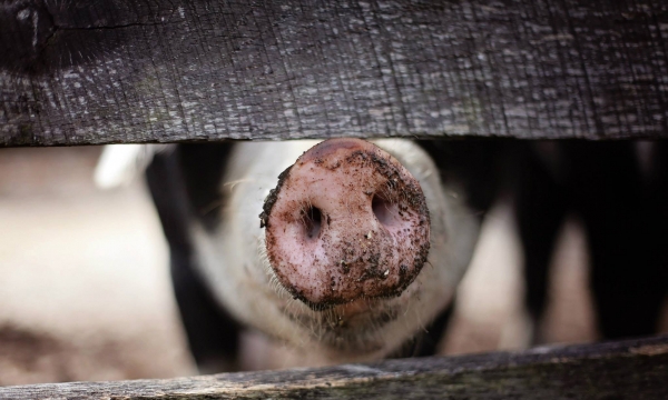 Federal judges reject meat industry’s attempt to overturn animal welfare law