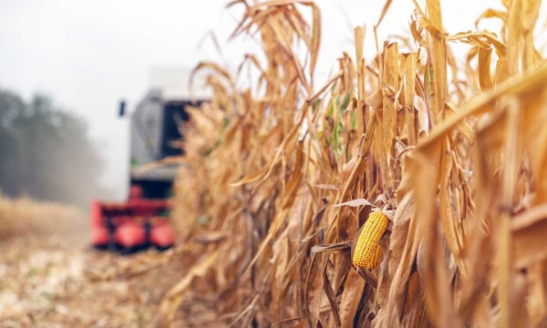 Brazil’s second corn yields hit 10 year low