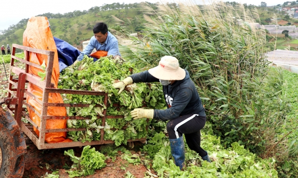 Independent farmers dump vegetables and flowers