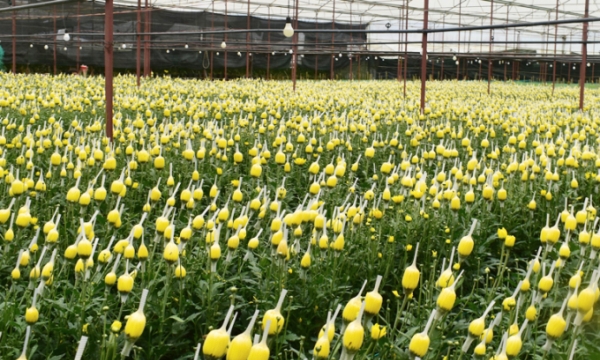 Lam Dong in need of consuming over 100 million flower affected by Covid-19
