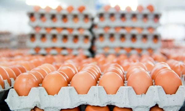 Trứng gà Hòa Phát phủ sóng siêu thị
