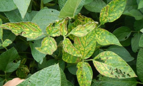 Nanoscale nutrients can protect plants from fungal diseases