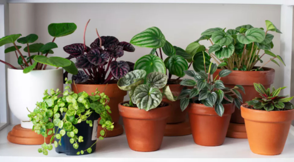 Do indoor plants purify air?