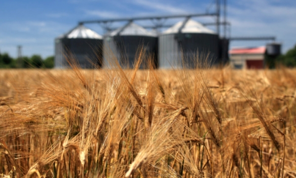 USDA reports spark wheat rally