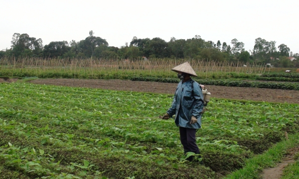 Ứng dụng công nghệ Nhật Bản vào nông nghiệp hữu cơ