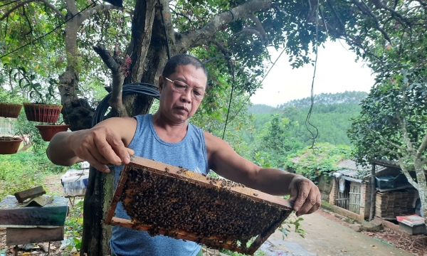 Bươn chải đủ nghề, cuối cùng lại bén duyên với nghề nuôi ong