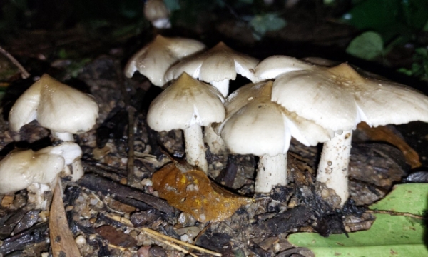 Harvest season of the 'king of mushrooms'