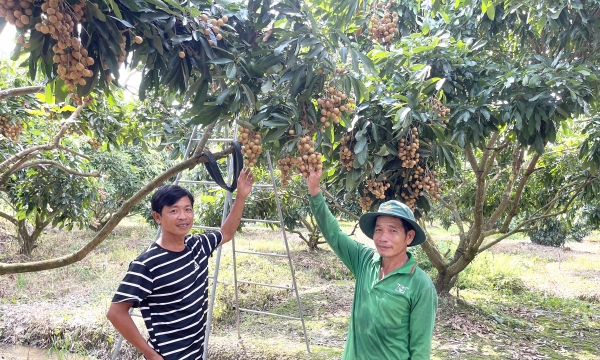 Cần Thơ: Chuyển đổi sản xuất 1.700 ha trồng cây ăn trái hiệu quả