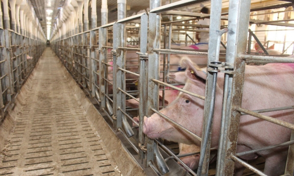 ASF Thailand: First case reported in slaughterhouse