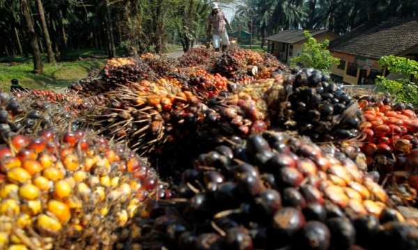India cuts tax on palm oil imports to help consumers, refiners