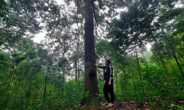 Quảng Ninh dành nhiều chính sách cho trồng rừng gỗ lớn