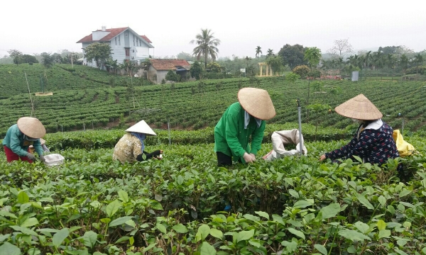 Setting planting area code to impel the exports of Thai Nguyen tea